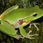 Green frog on tree bark